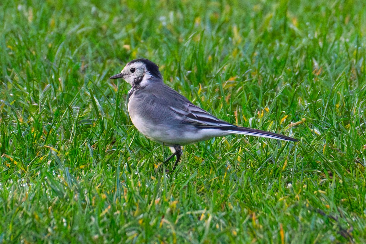 White Wagtail (British) - ML610585149