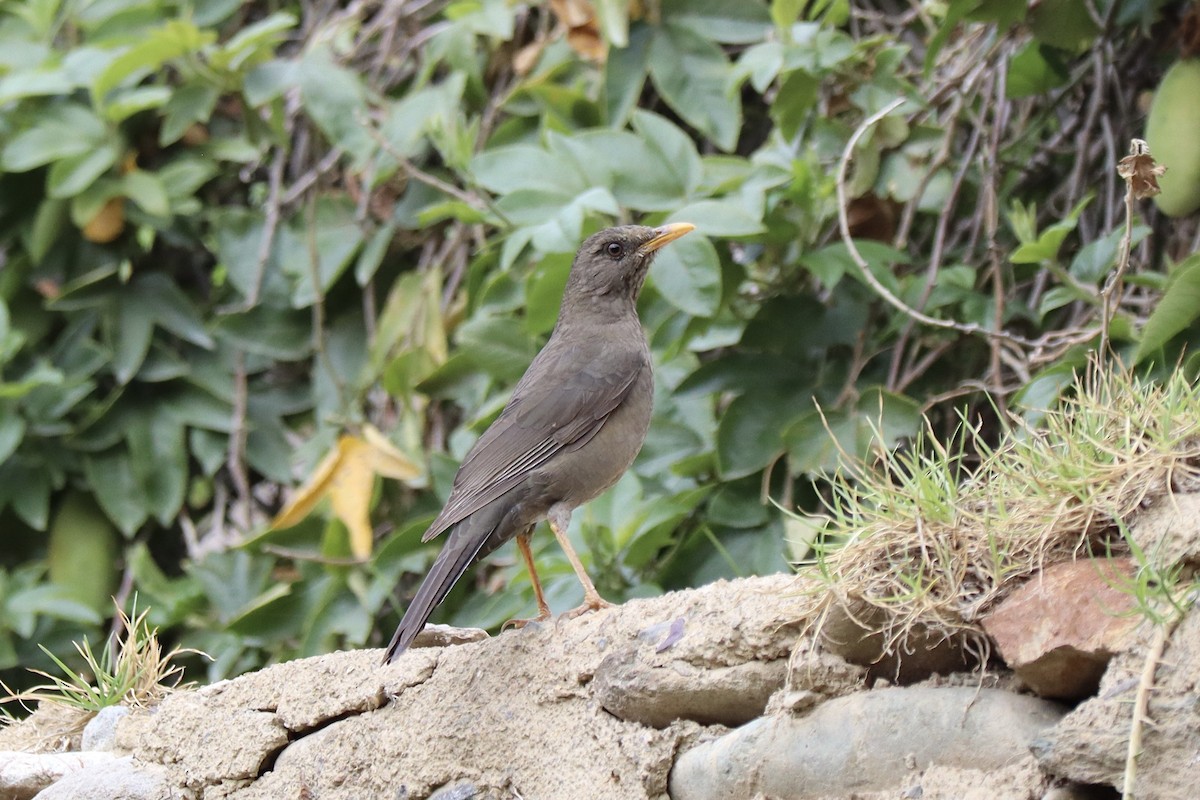 Chiguanco Thrush (chiguanco/conradi) - ML610585199