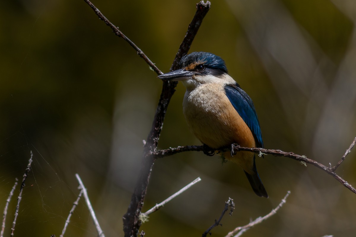 Sacred Kingfisher - ML610585242