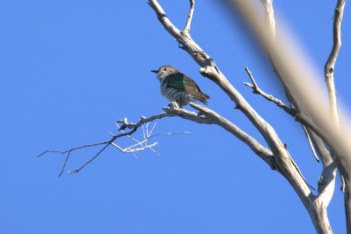 Shining Bronze-Cuckoo (Golden) - Milan Sojitra