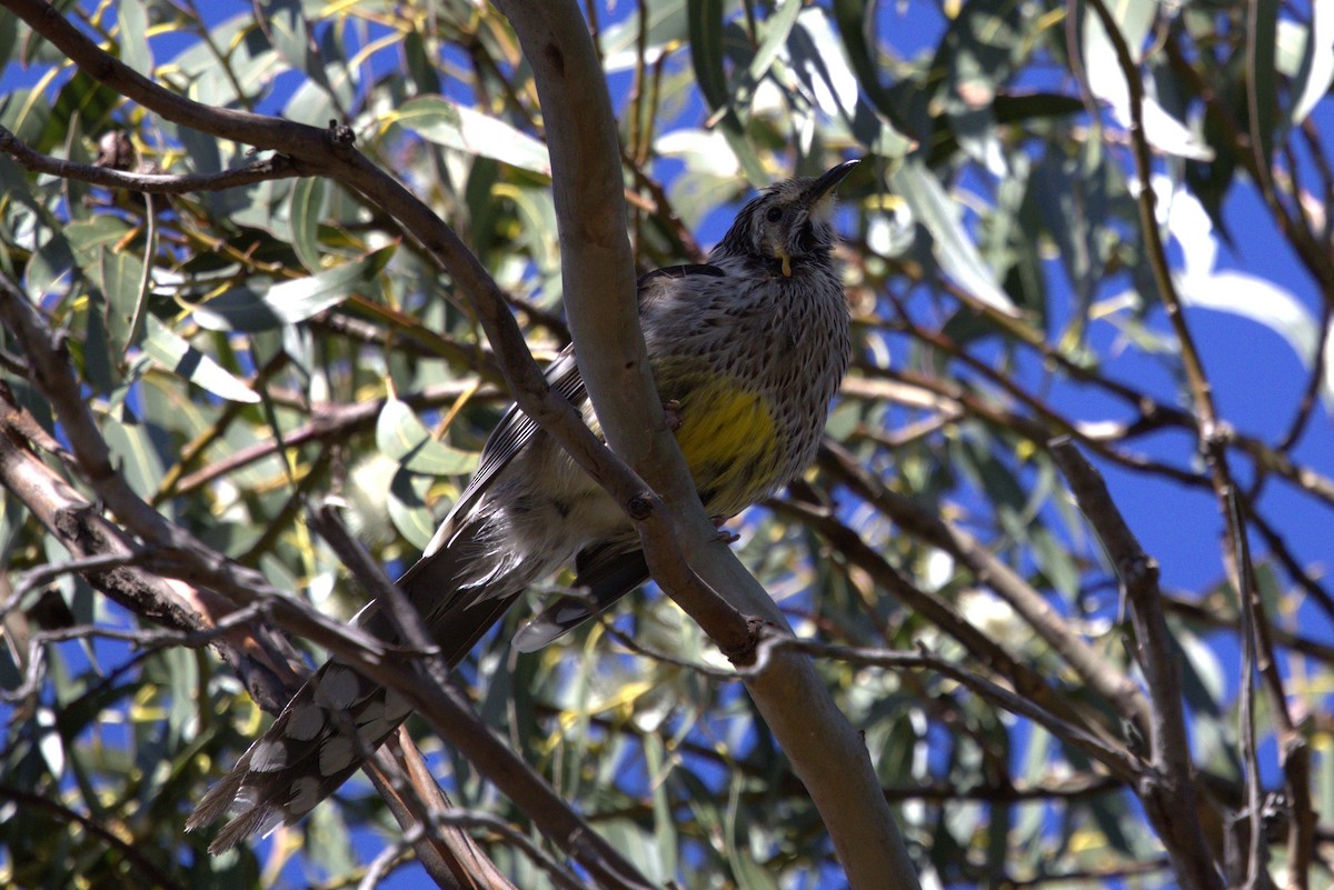 Yellow Wattlebird - Milan Sojitra