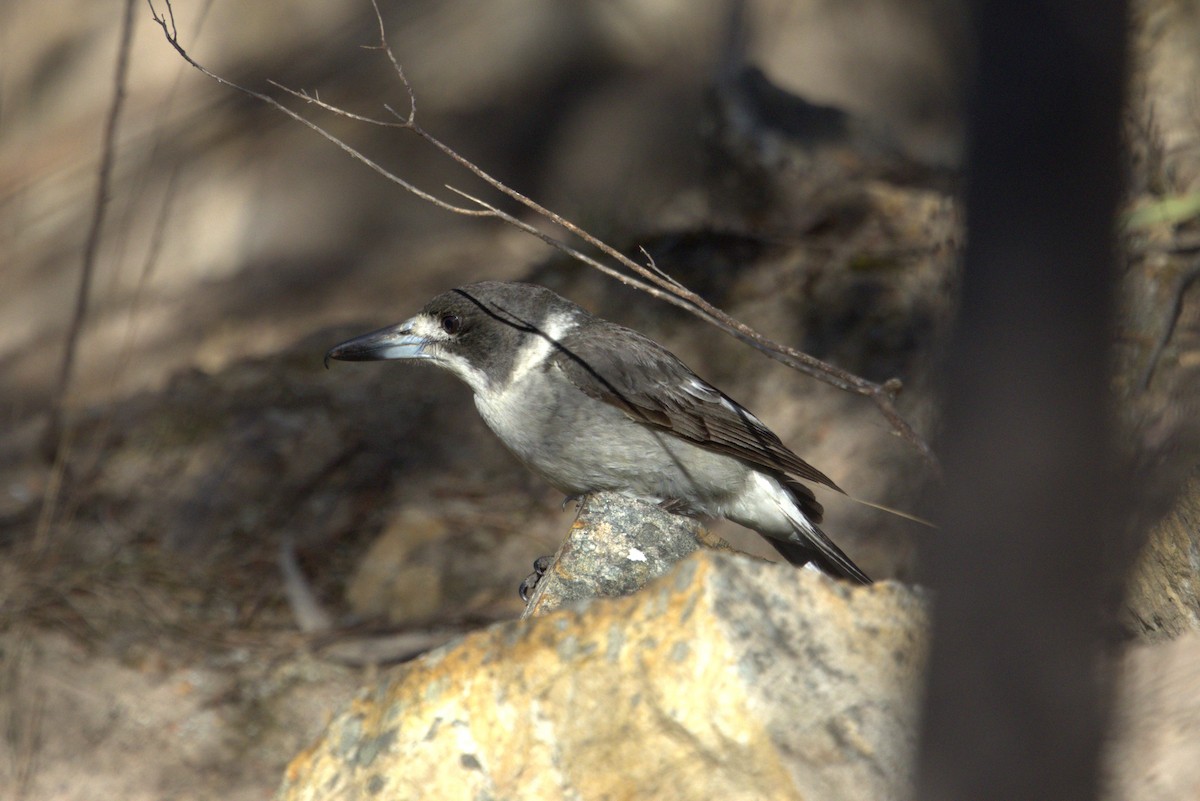 Gray Butcherbird - ML610585321