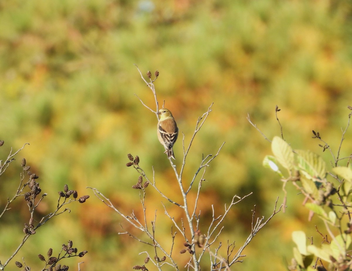 American Goldfinch - ML610585338