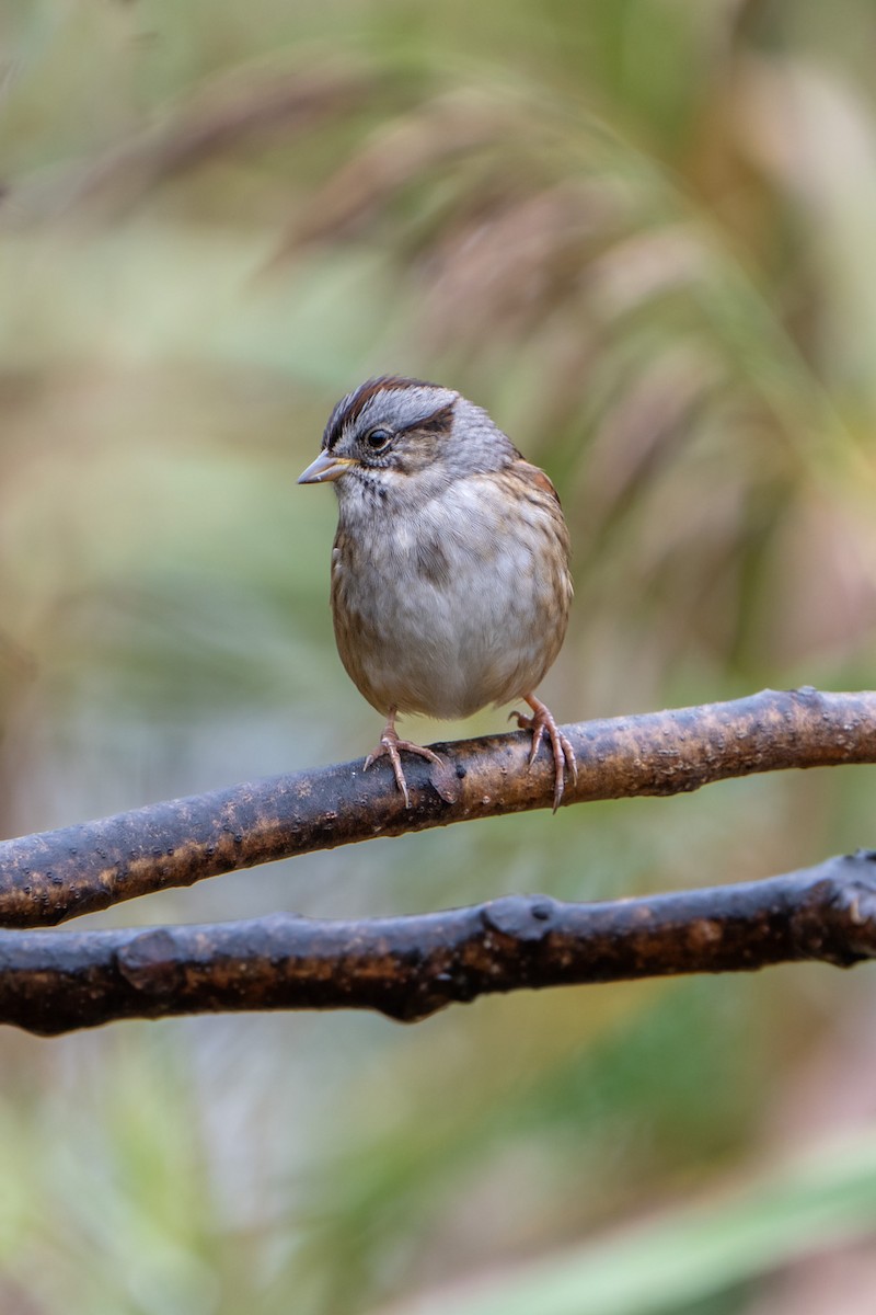 Swamp Sparrow - ML610585427