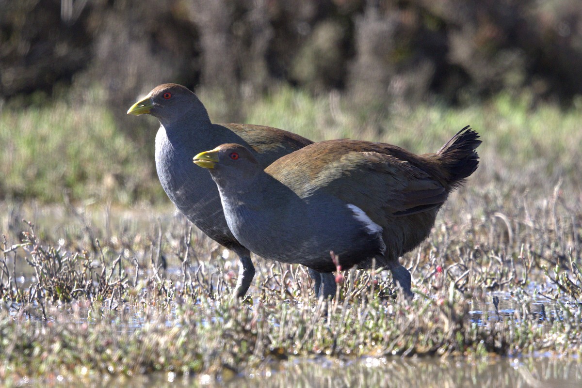 Grünfuß-Teichhuhn - ML610585437