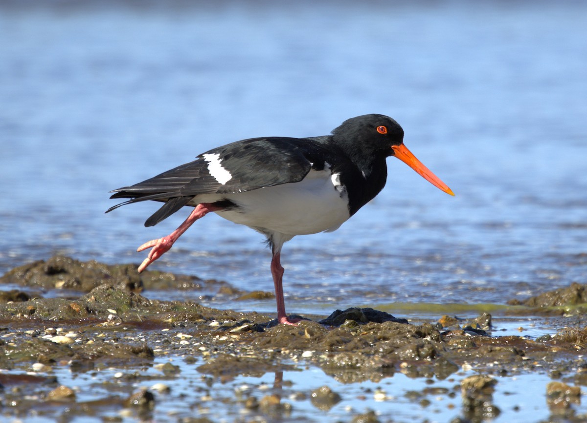 Pied Oystercatcher - ML610585438