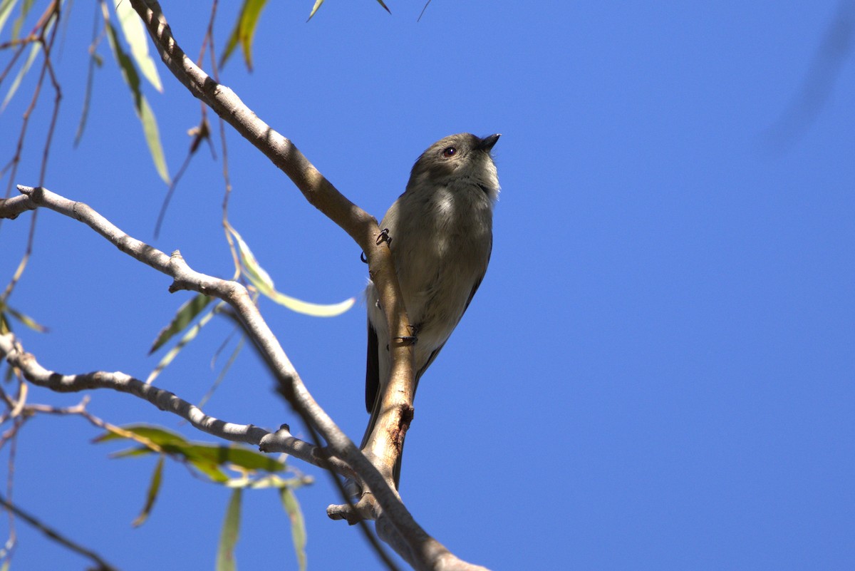 Golden Whistler - Milan Sojitra