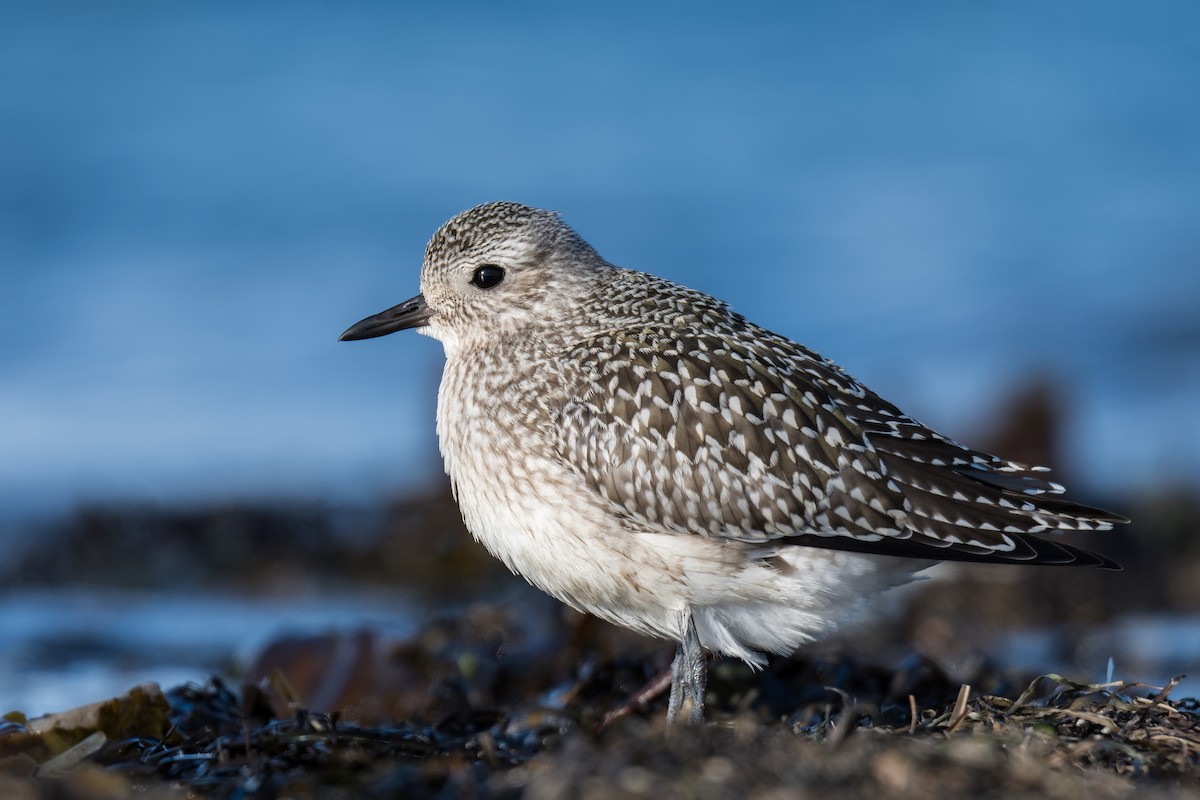 Black-bellied Plover - Christian Briand
