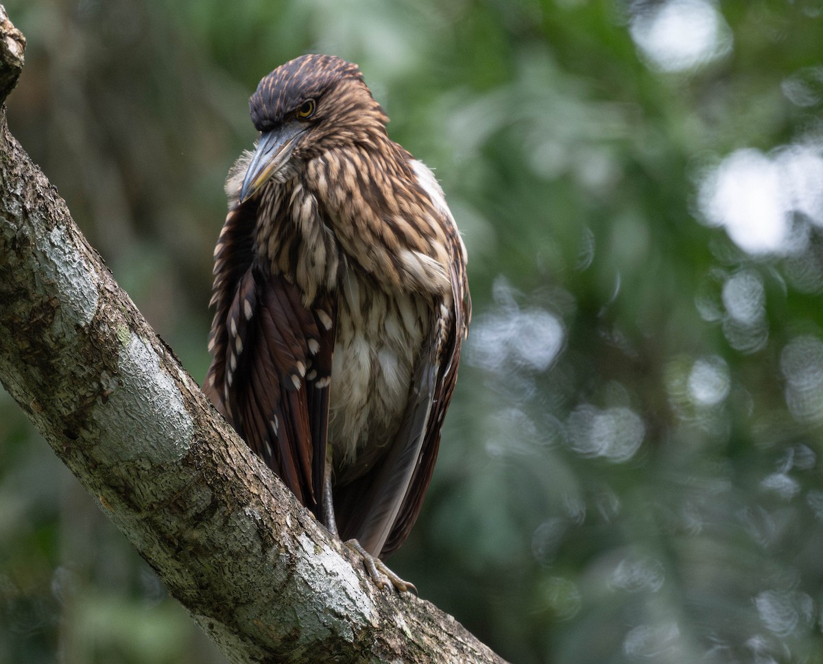 Nankeen Night Heron - ML610585472