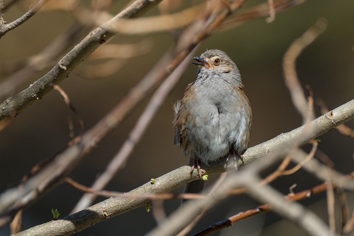 Dunnock - ML610585486