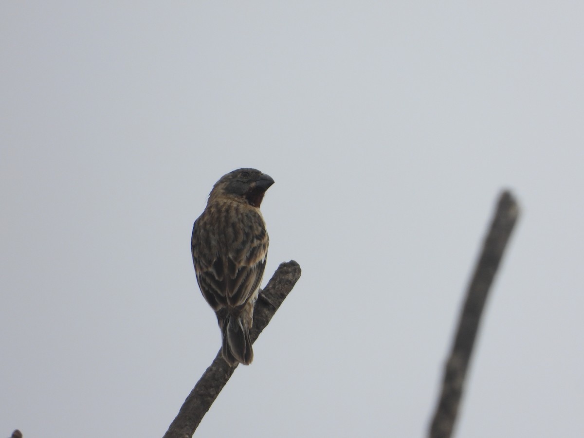 Chestnut-throated Seedeater - ML610585498