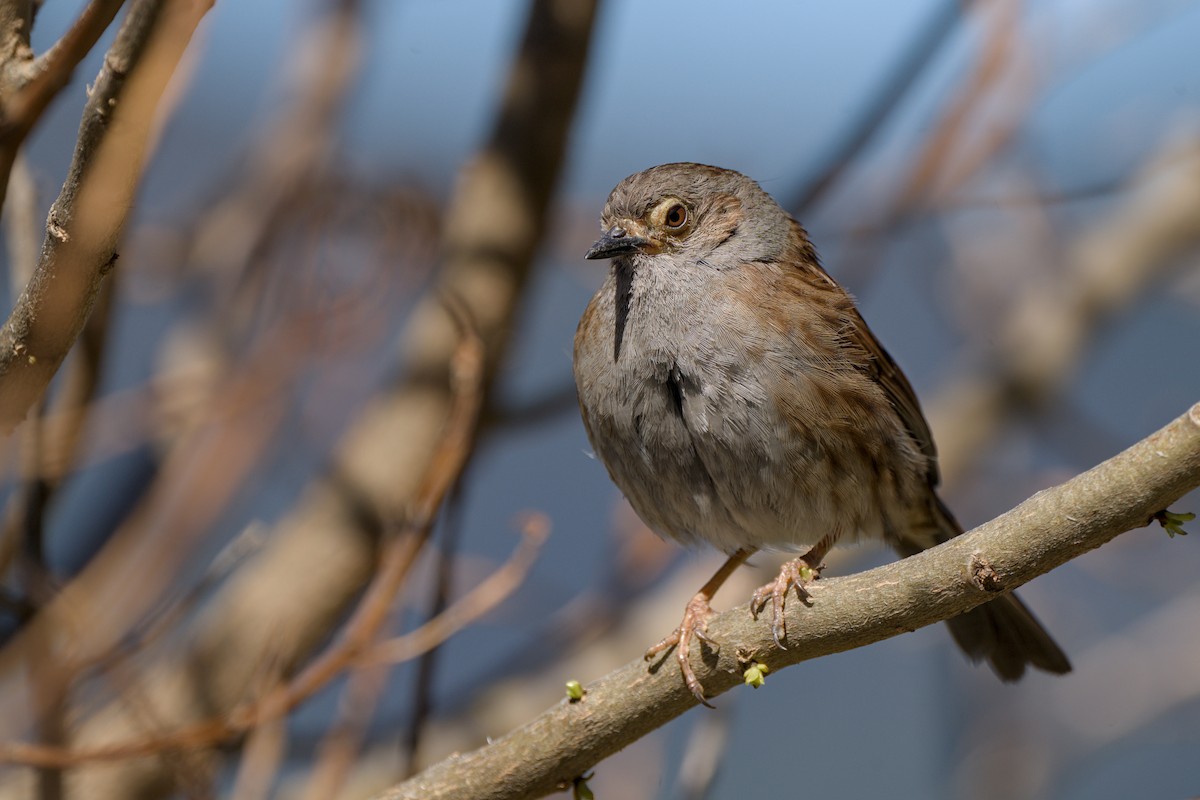 Dunnock - ML610585513