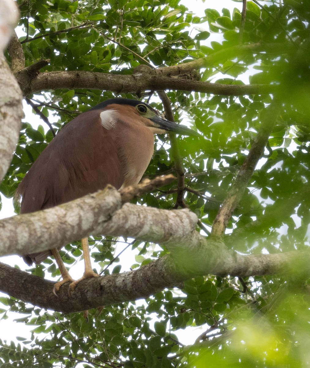 Nankeen Night Heron - ML610585515