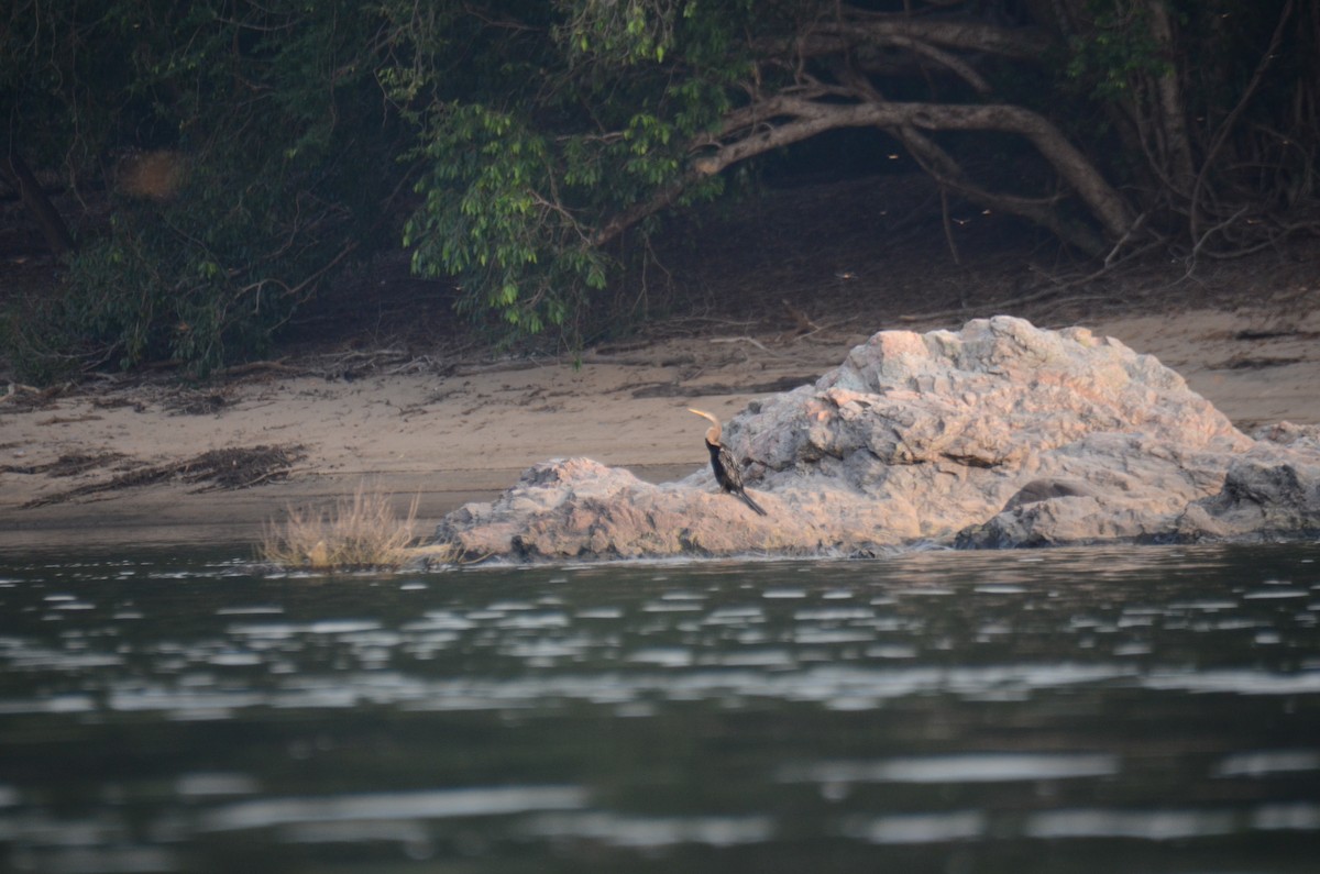 Anhinga Asiática - ML610585516