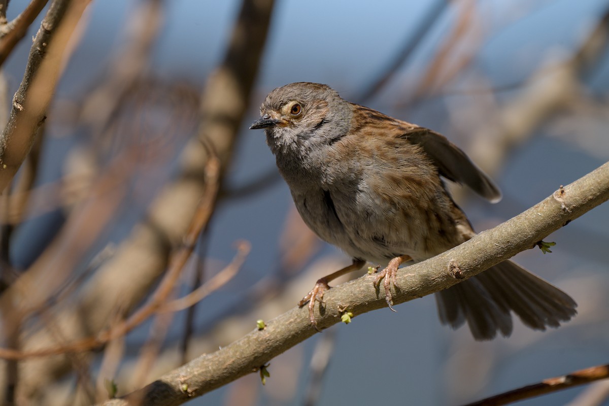 Dunnock - ML610585532