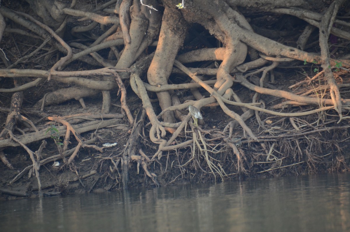 Indian Pond-Heron - ML610585538