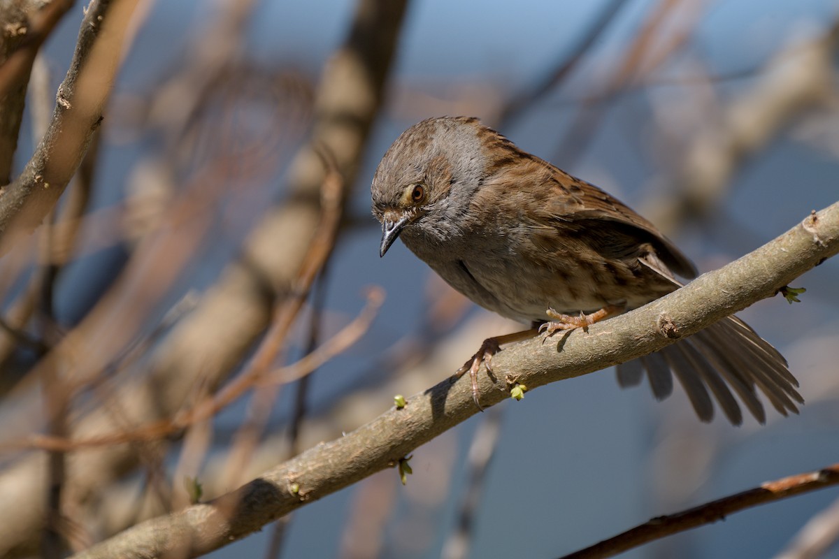 Dunnock - ML610585546