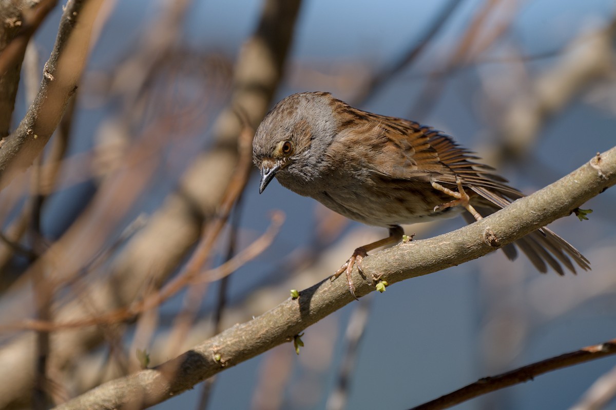 Dunnock - ML610585548