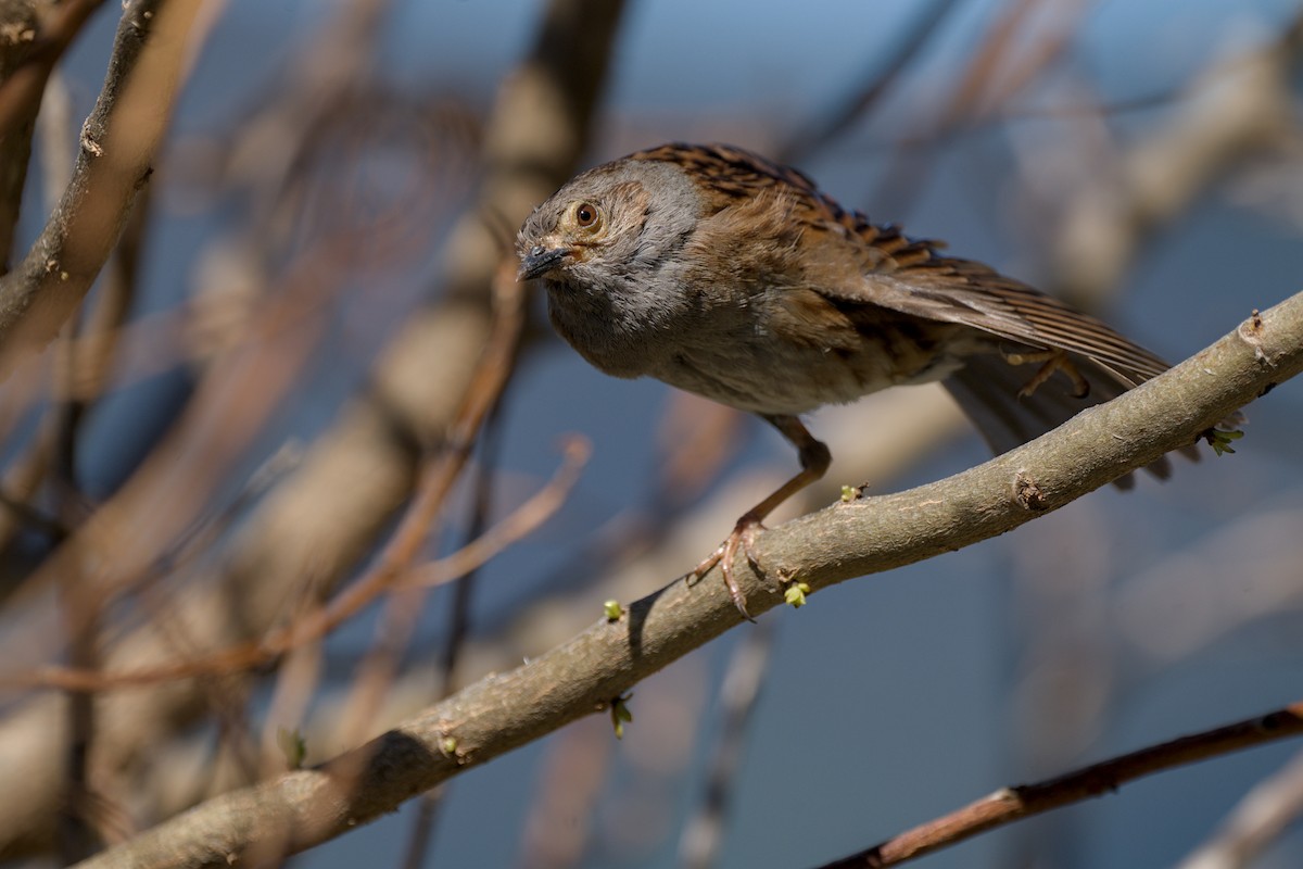 Dunnock - Christopher Tuffley