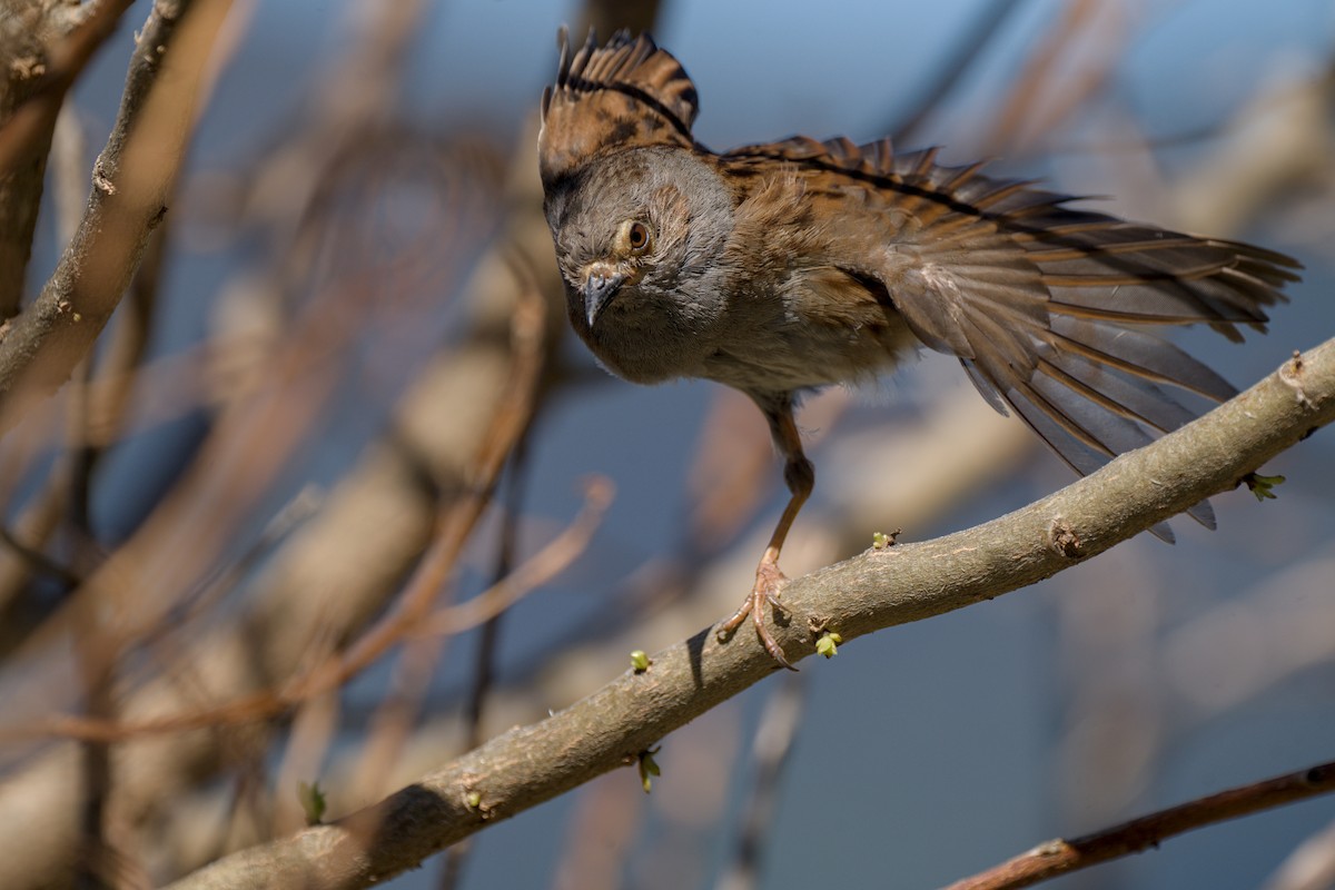 Dunnock - Christopher Tuffley