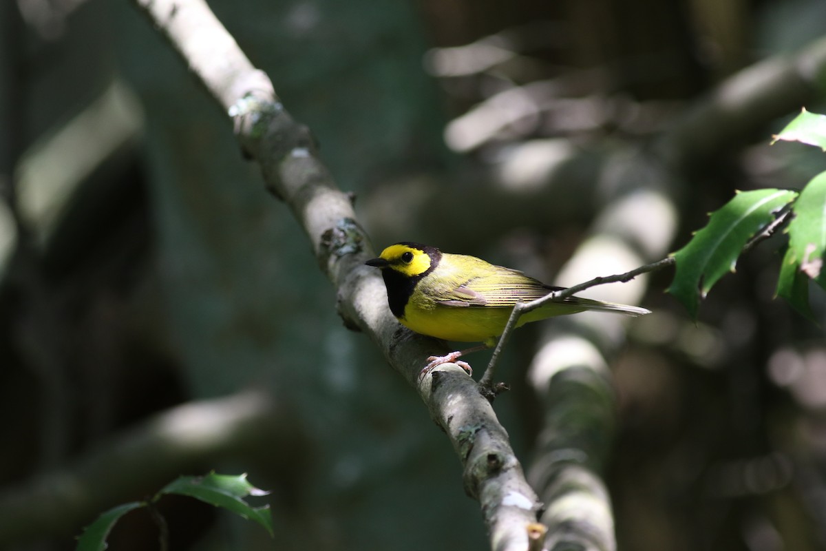 Hooded Warbler - Brian Quindlen