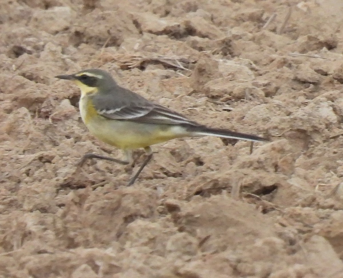 Eastern Yellow Wagtail - ML610585584