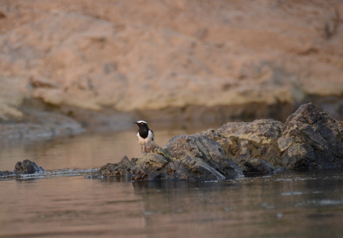 White-browed Wagtail - ML610585647