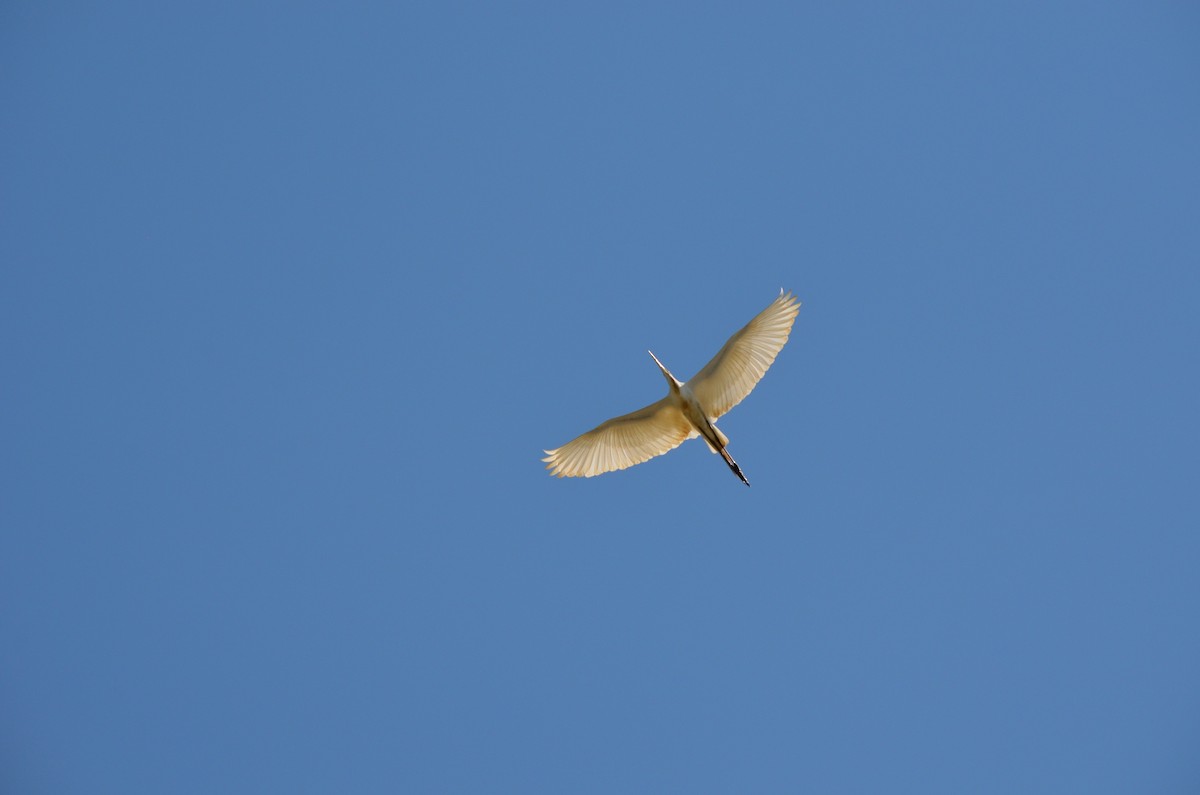 Western Cattle Egret - ML610585701