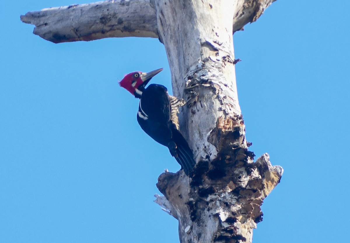 Crimson-crested Woodpecker - Laurence Green