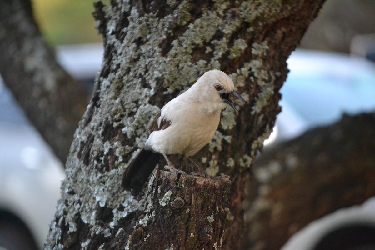 Southern Pied-Babbler - Tollie Vreugdenburg