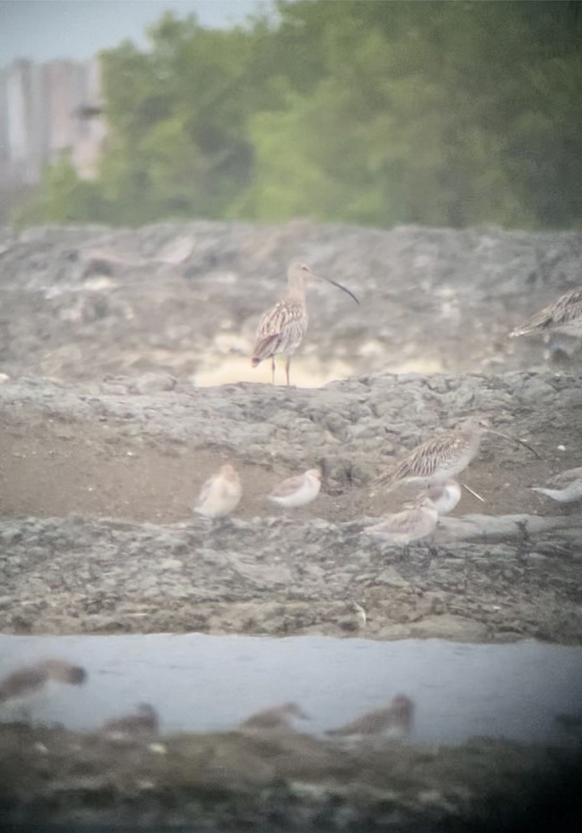 Eurasian Curlew - ML610586061