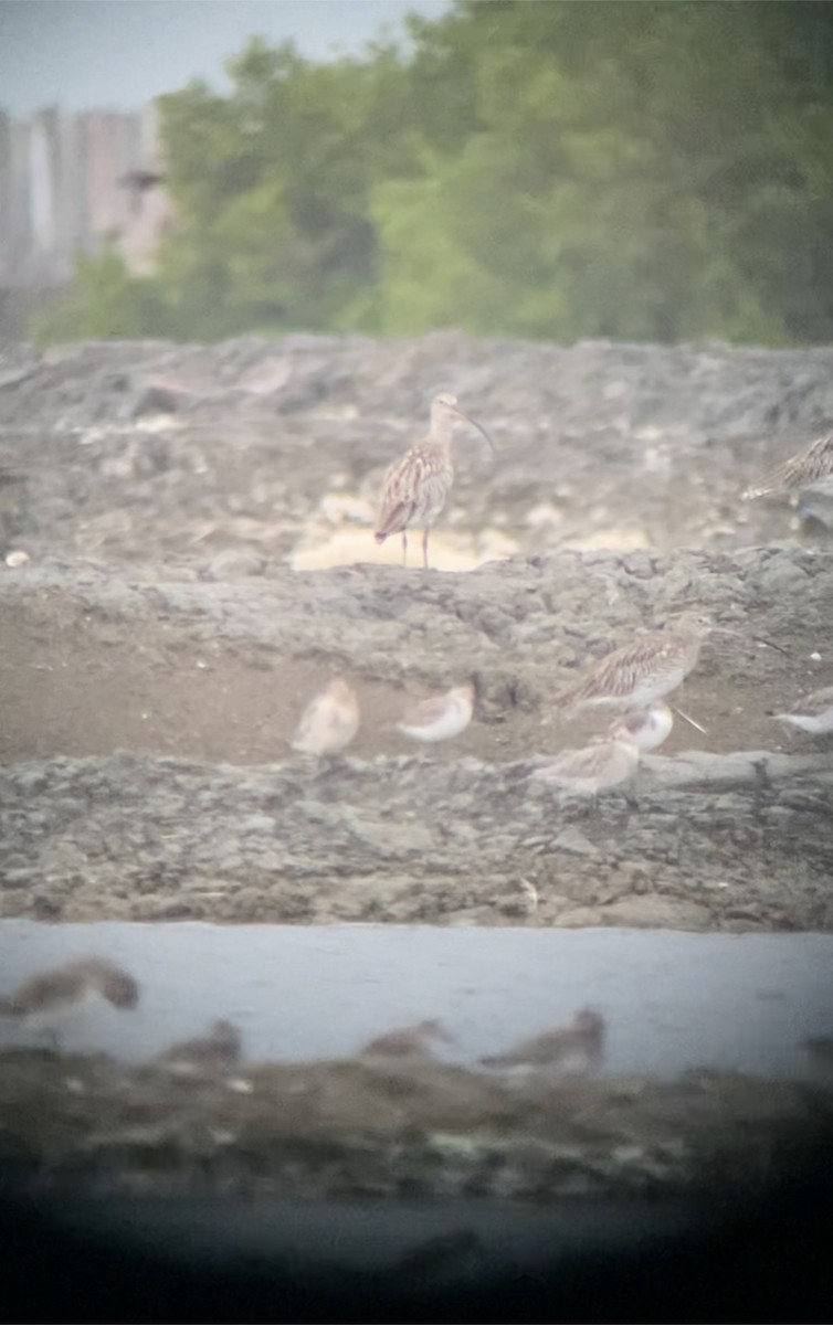 Eurasian Curlew - ML610586062