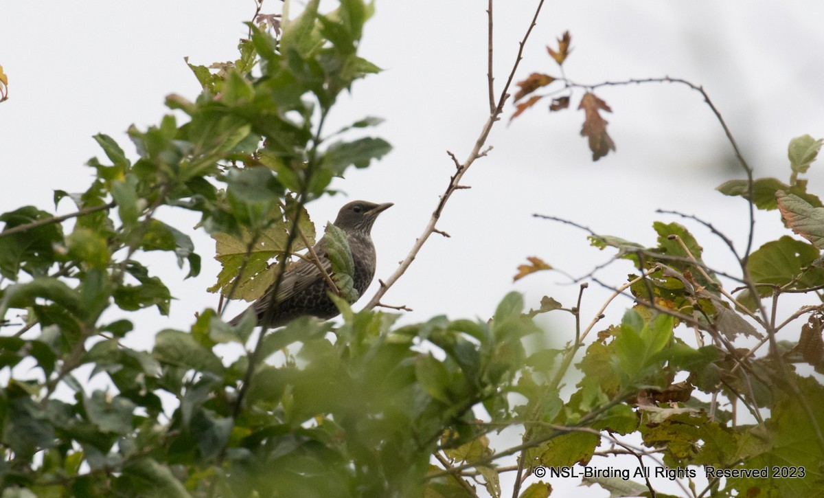 קיכלי סהרון - ML610586068