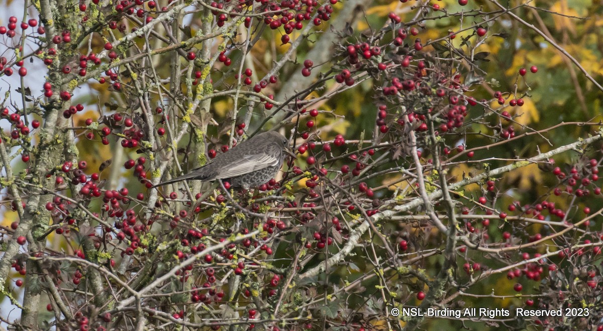 קיכלי סהרון - ML610586069