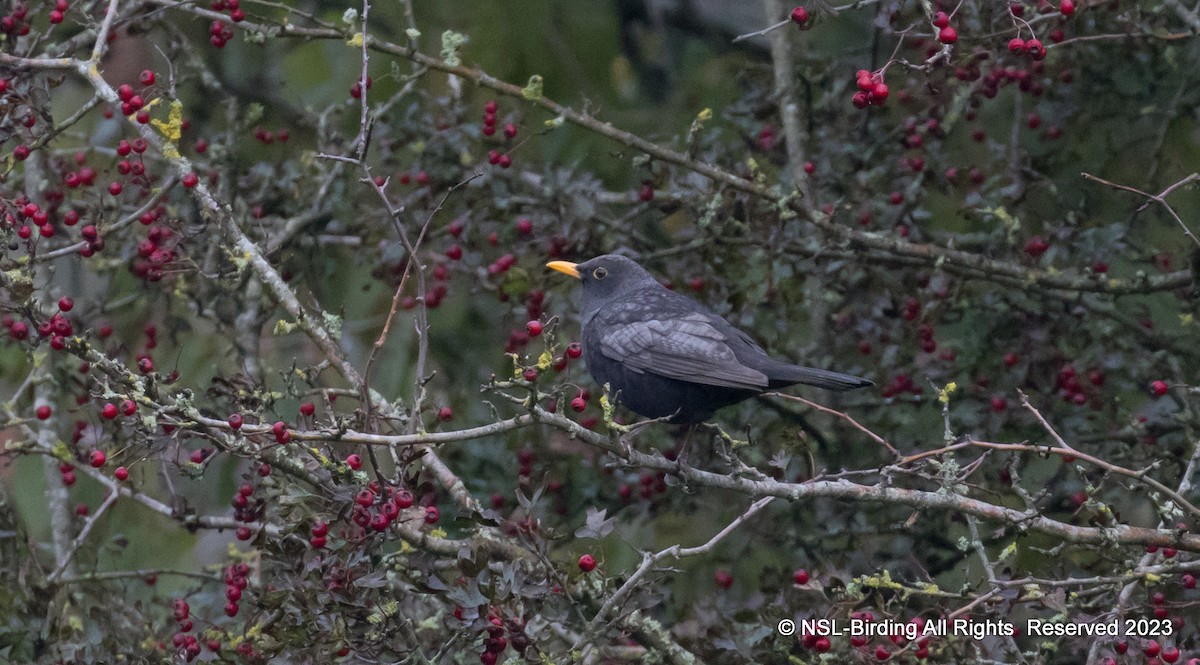 שחרור - ML610586072