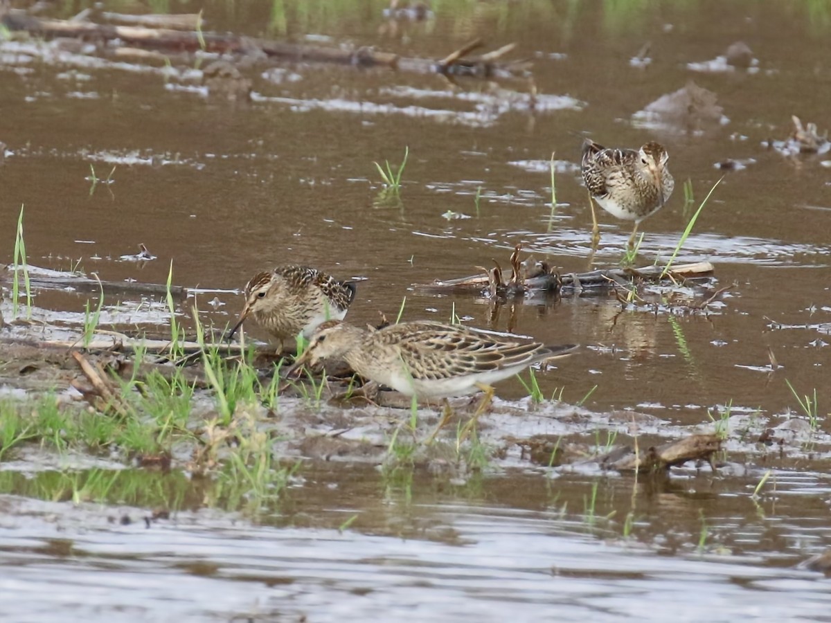 Pectoral Sandpiper - Phil Mills