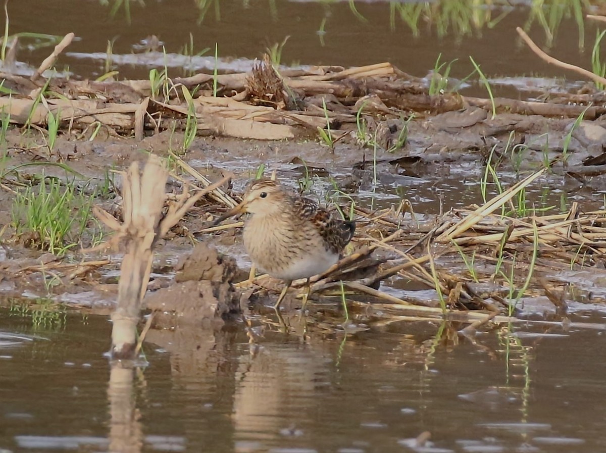 Bécasseau à poitrine cendrée - ML610586180