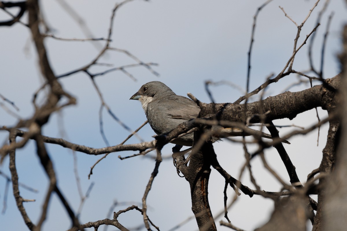 Diuca Finch - Neil Broekhuizen