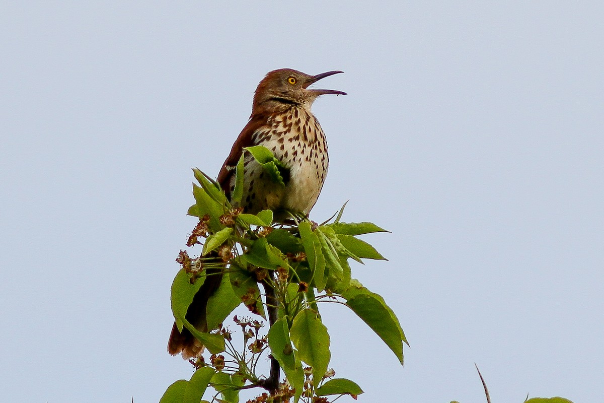 brunspottefugl - ML610586247