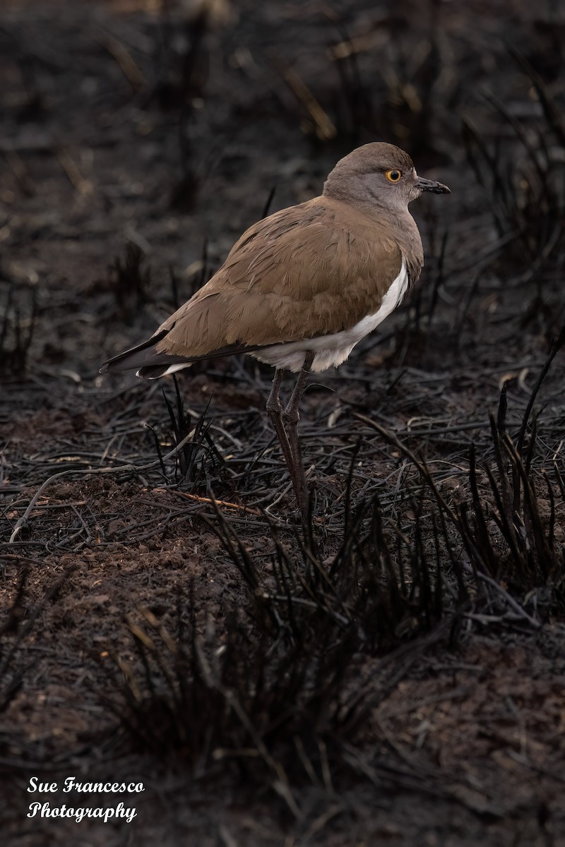 Senegal Lapwing - ML610586248