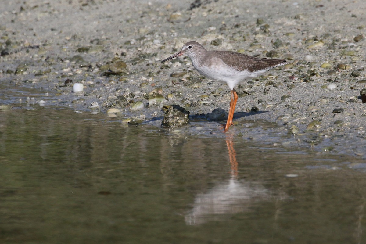 Common Redshank - ML610586256