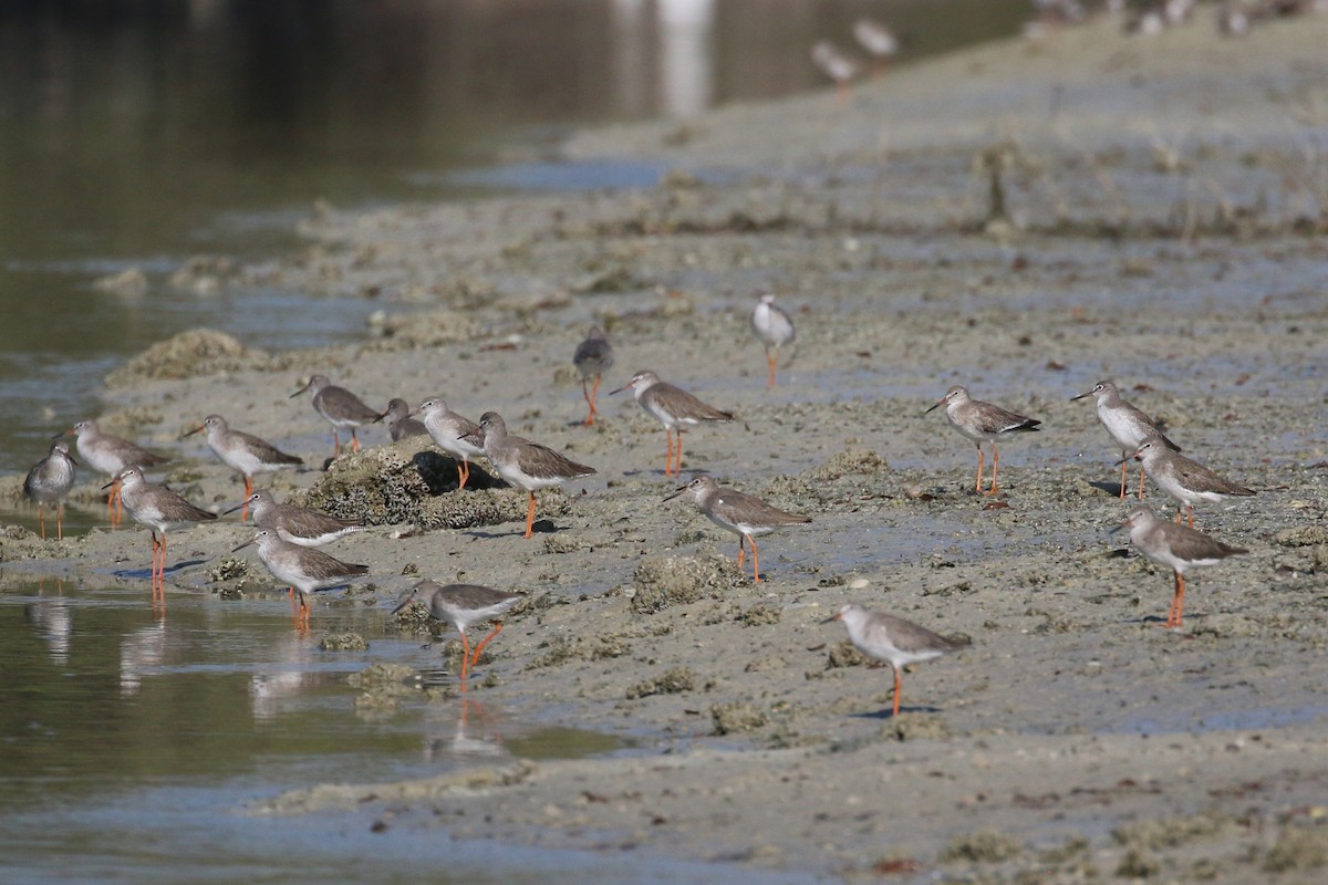 Common Redshank - ML610586284