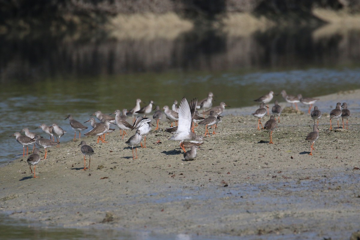 Common Redshank - ML610586296