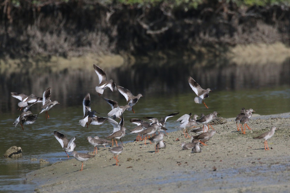 Common Redshank - ML610586298