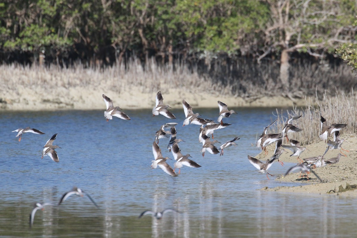 Common Redshank - ML610586303