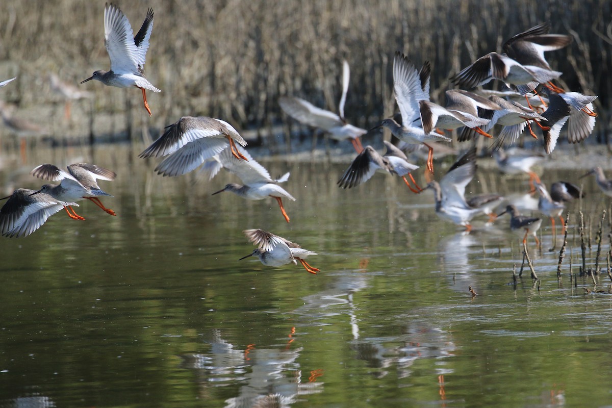 Common Redshank - ML610586304