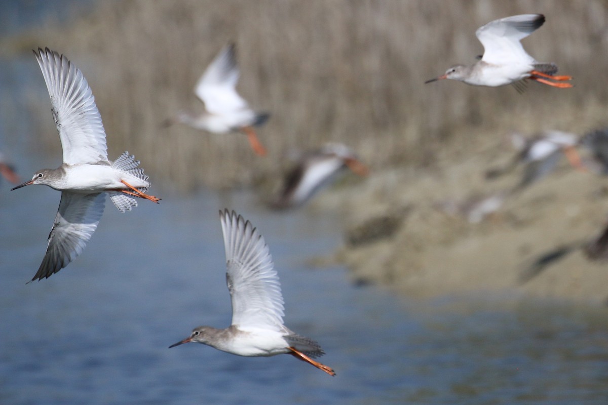 Common Redshank - ML610586327