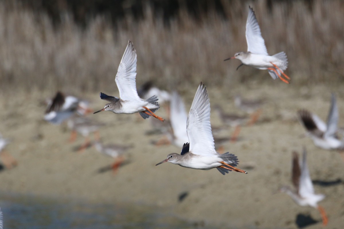 Common Redshank - ML610586328