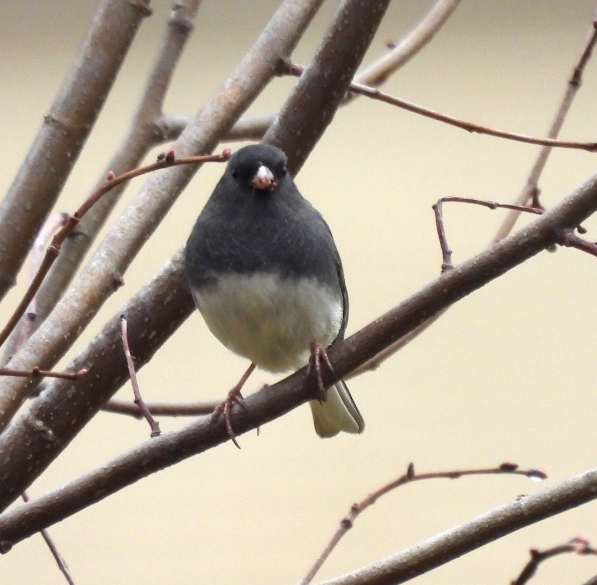 Dark-eyed Junco - ML610586395