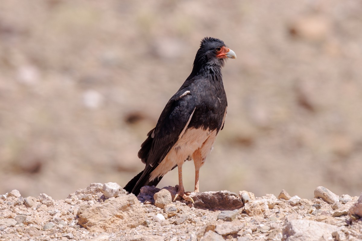 Mountain Caracara - ML610586407